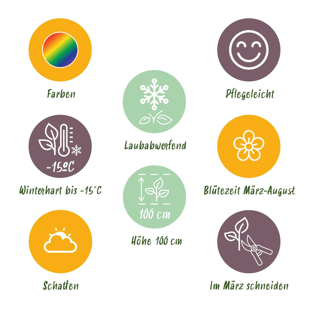 Staudenset – Schatten – 6 schattenverträgliche Stauden – Für 1 m² Beet – Verschiedene Farben – Pflegeleicht – Ideal für halbschattige & schattige Bereiche – Topf Ø11 cm