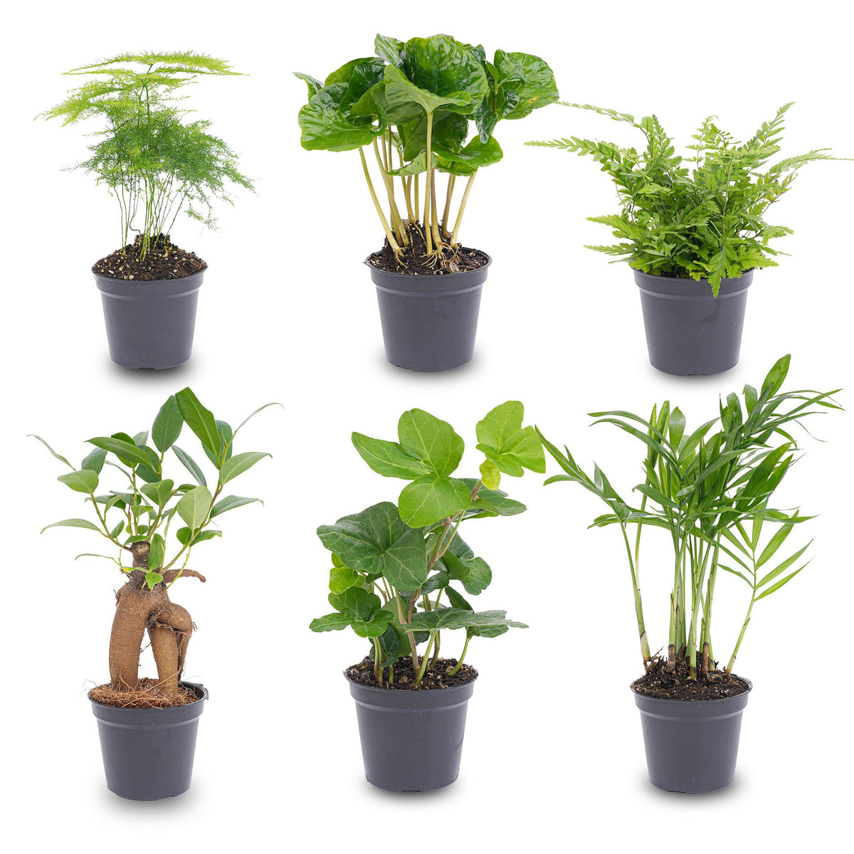 Planten set - Groen - 6 groene planten - potmaat 6 