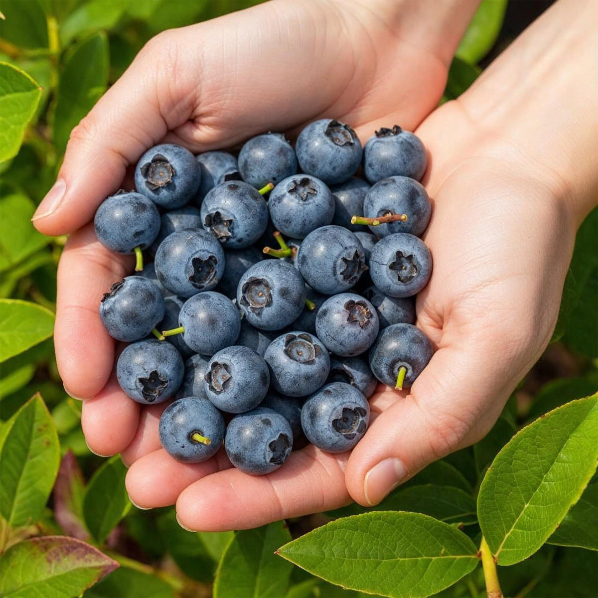 Blaubeere Vaccinium corymbosum Northland winterhart Ø9cm Höhe30cm – Ansicht 11