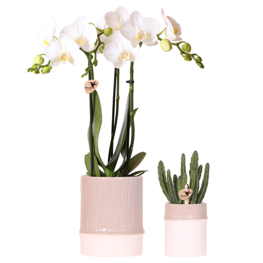 Kolibri Company | Bamboo Weiß Pflanzenset | Weiße Amabilis Orchidee Ø9cm + Grünpflanze inkl. Keramik‑Übertöpfe 