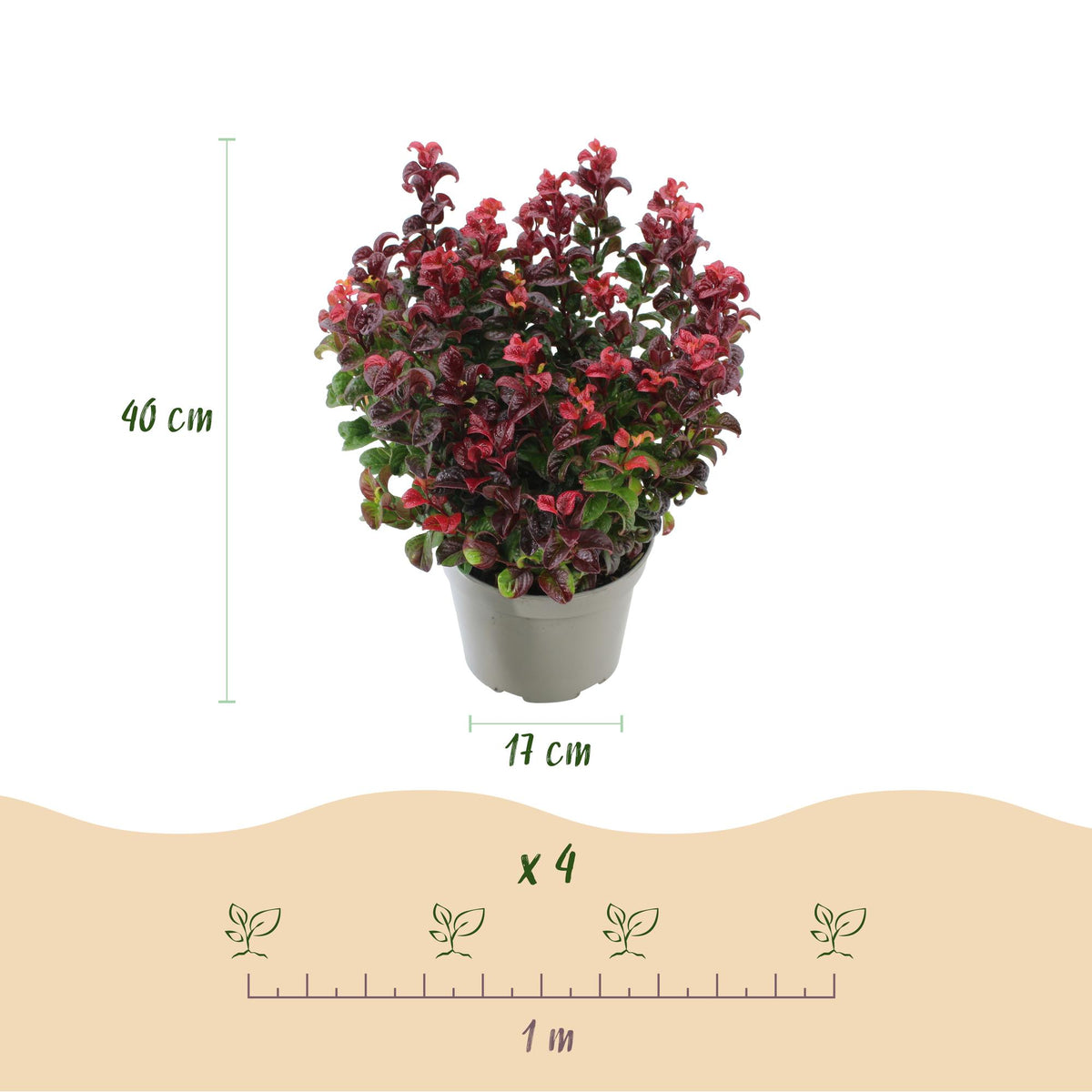 GreenboutiQ - Gartenpflanze - Leucothoe Curly Red - Rot - 1 Pflanze - Immergrün - Wenig Pflege - Topf 17cm Höhe 40cm 