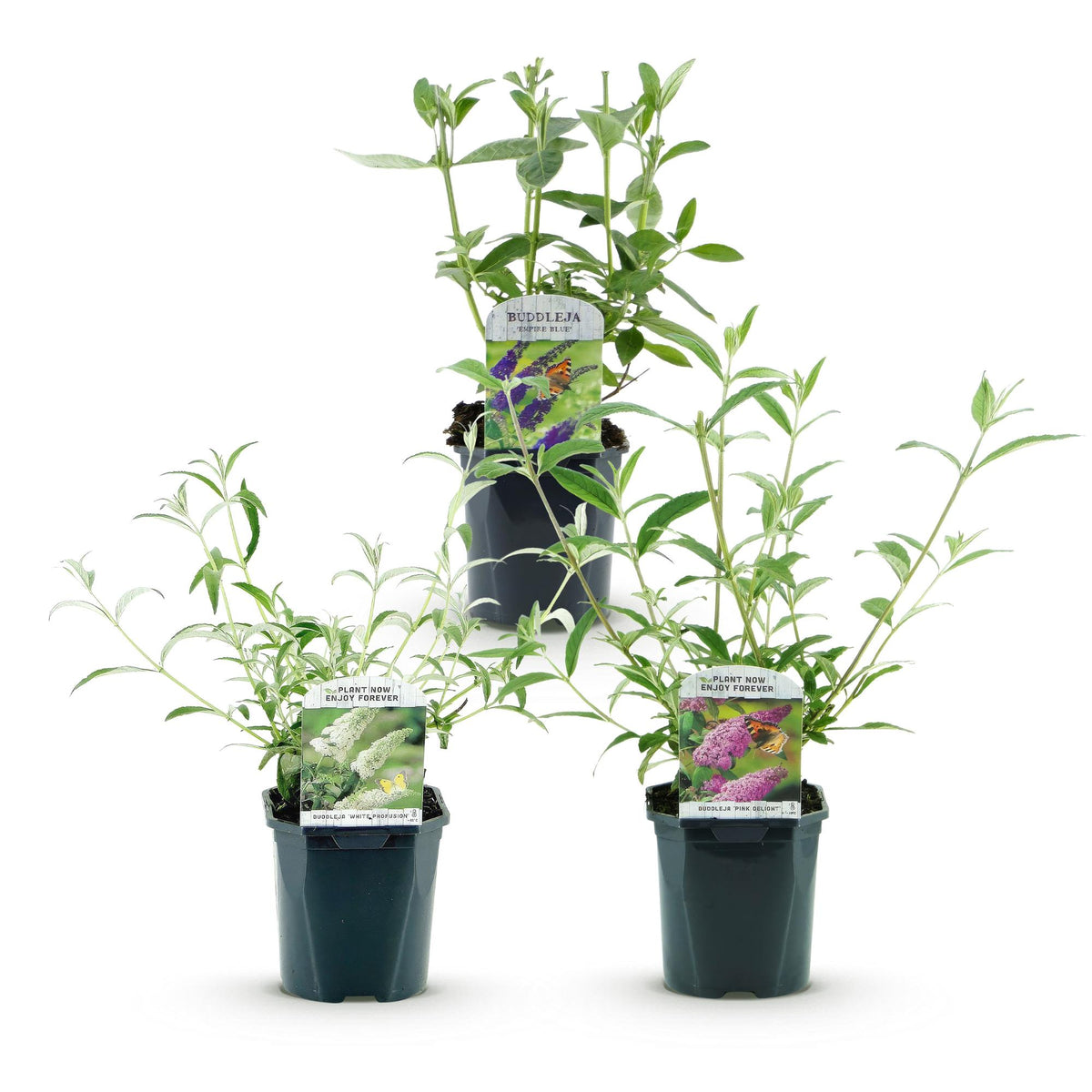 Green boutiQ - Garden Plant - Buddleja davidii Tricolour - Butterfly Bush - Hardy - Blue - Pink - White - 3 Plants - Pot 17cm - Height 45cm 