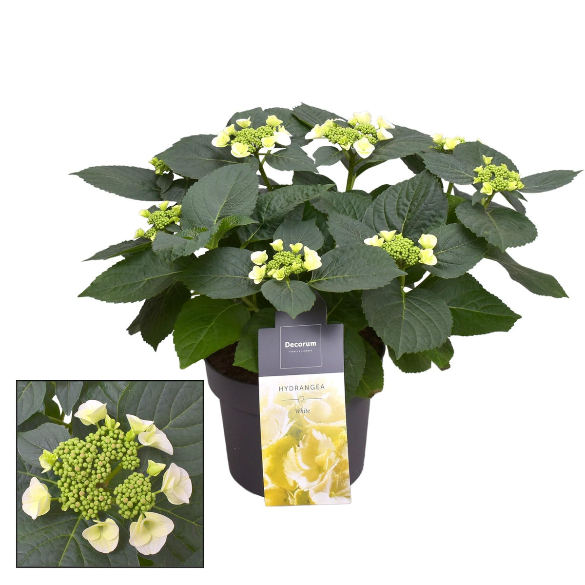 Hydrangea Teller Benxi (wit) 7 - 12 Kop (Decorum) - Ø23cm - ↕45cm 