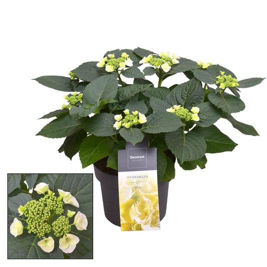 Hydrangea Teller Benxi (wit) 7 - 12 Kop (Decorum) - Ø23cm - ↕45cm 