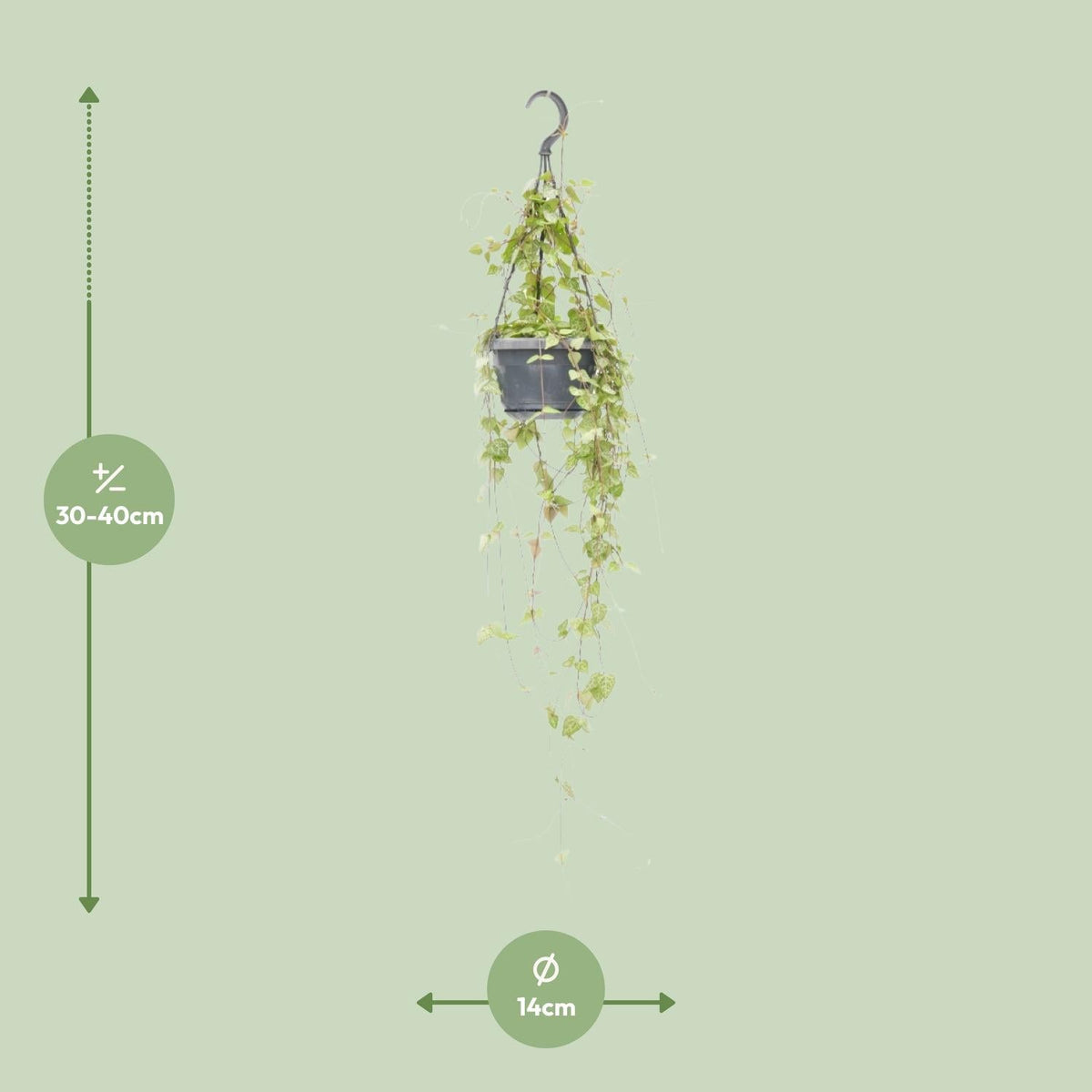 Leuchterblume – Ceropegia linearis 'Iris' – Zimmerpflanze – Ø14cm – ↕38cm – Hängende Sukkulente mit herzförmigen Blättern – Pflegeleicht & dekorativ 