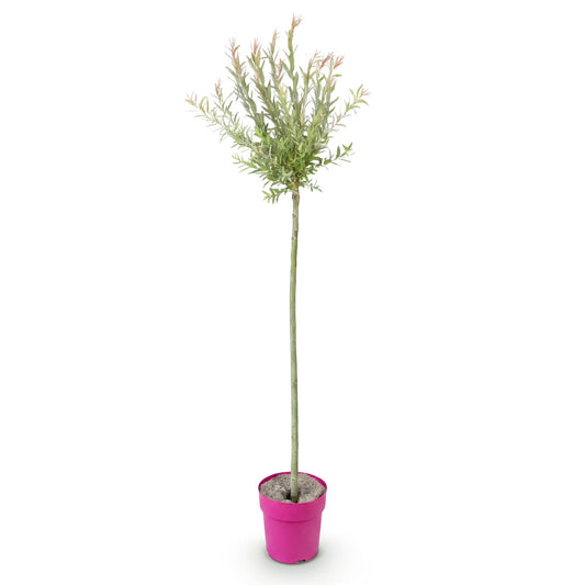 Flamingo-Weide – Salix 'Flamingo' – Topf Ø23cm – Höhe 140-160cm