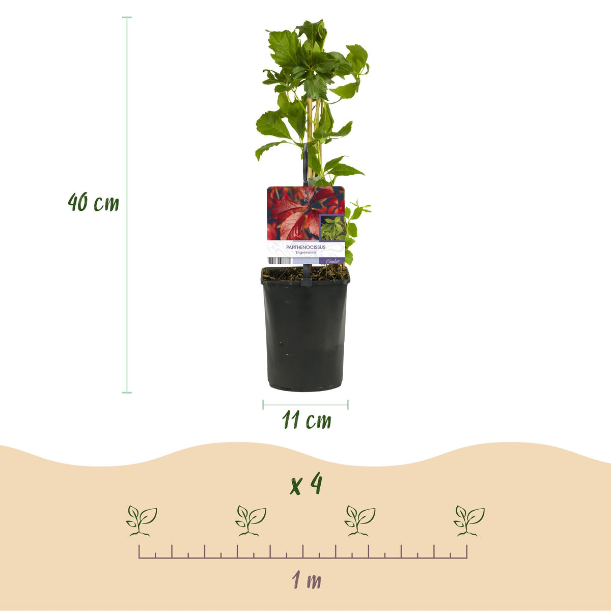 Selbstklimmender Mauerwein Parthenocissus Engelmannii – Kletterpflanze mit grünen & roten Blättern – 2 Pflanzen – 11 cm x H40 cm – Pflegeleicht 
