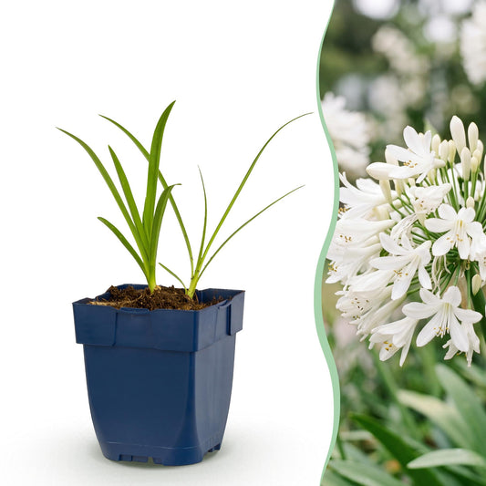 Weiße Schmucklilie – Agapanthus africanus 'Albus' – Topf Ø11cm – Bienenfreundliche Staude für Garten & Balkon