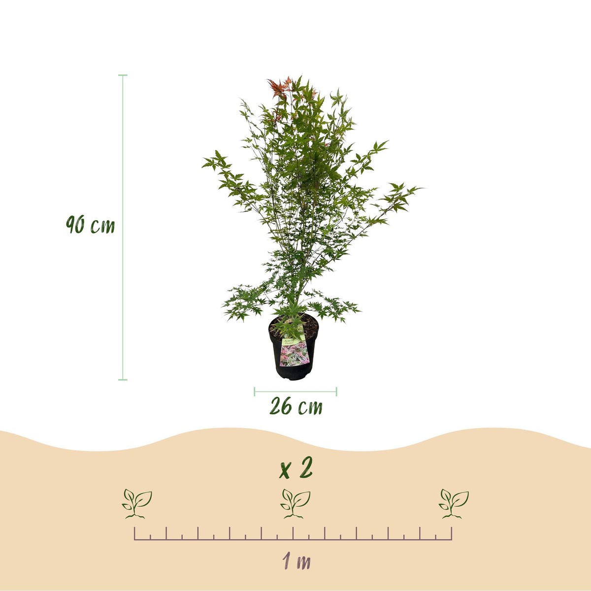 Green boutiQ - Gartenpflanze - Acer palmatum Phoenix - Japanischer Ahorn - Laubabwerfend - Grün - Rot - 1 - Topf 26cm - Höhe 90cm 