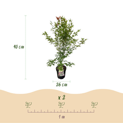Green boutiQ - Gartenpflanze - Acer palmatum Phoenix - Japanischer Ahorn - Laubabwerfend - Grün - Rot - 1 - Topf 26cm - Höhe 90cm 