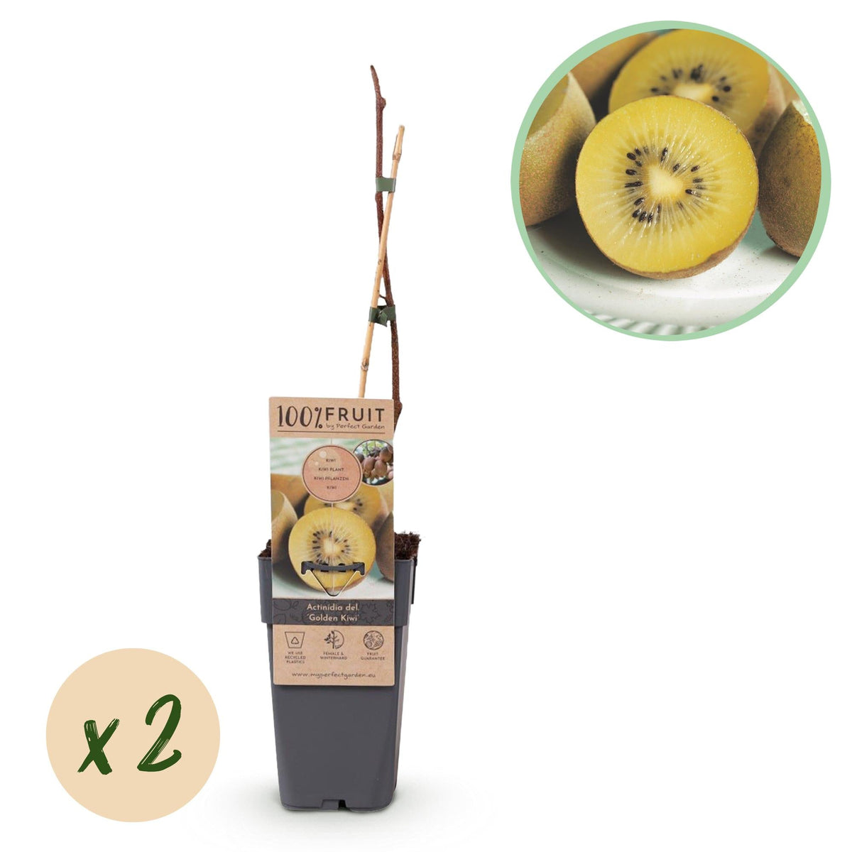 Actinidia deliciosa Golden Kiwi – 2 Obstpflanzen – Süße gelbe Früchte – Ø15cm Höhe 50cm – Einfach zu pflegen & vitaminreich 