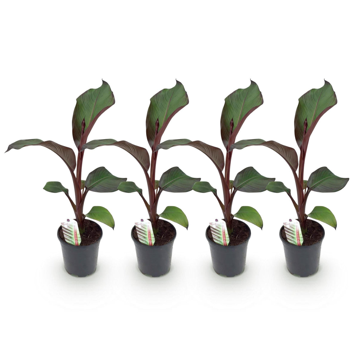 Bananenpflanze Ensete ventricosum Maurelli – 2 Pflanzen – Winterhart – Obstpflanze – Ø17cm, Höhe ca. 40cm