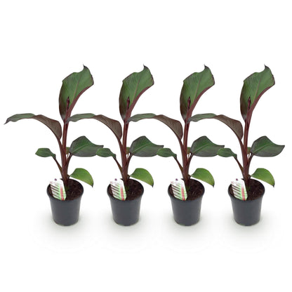 Bananenpflanze Ensete ventricosum Maurelli – 2 Pflanzen – Winterhart – Obstpflanze – Ø17cm, Höhe ca. 40cm