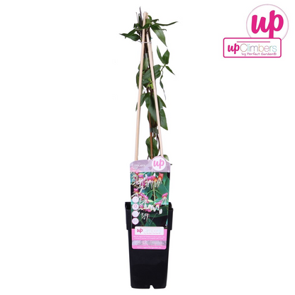Geißblatt - Lonicera henryi - Immergrüne Kletterpflanze - Ø15cm - Höhe 65cm - Duftende Blüten für Garten, Terrasse & Balkon 
