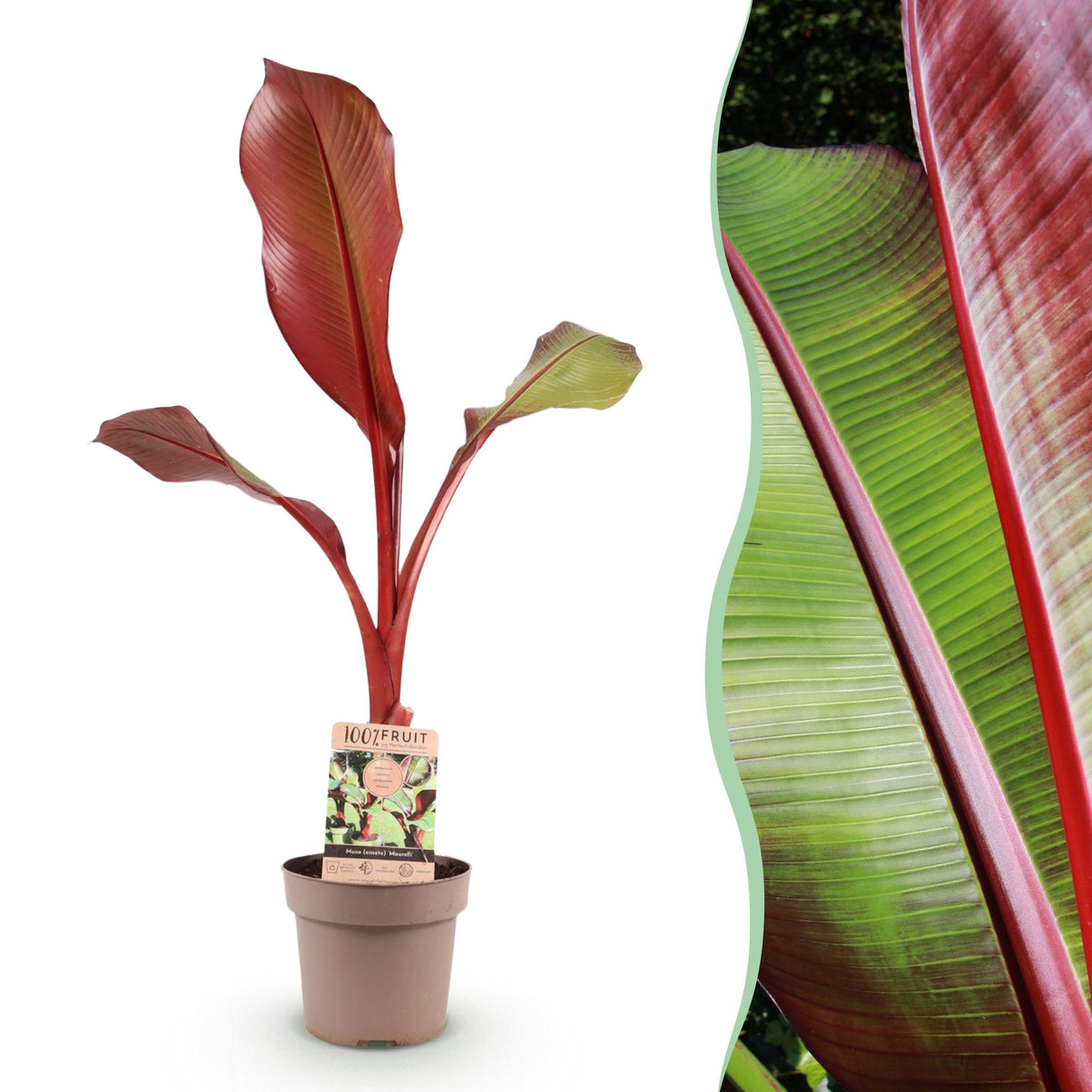 Green boutiQ - Obstpflanze - Musa ensete Maurelli - Bananenbaum - Winterhart - Rot-Grün - 1 Pflanzen - Topf 21cm - Höhe 70-90cm 
