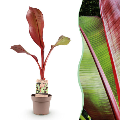 Green boutiQ - Obstpflanze - Musa ensete Maurelli - Bananenbaum - Winterhart - Rot-Grün - 1 Pflanzen - Topf 21cm - Höhe 70-90cm 