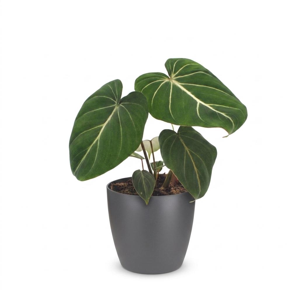 Gloriosum-Baumfreund – Philodendron gloriosum – Topf Ø12cm – Höhe 25cm – mit grauem Dekotopf – Ansicht 2