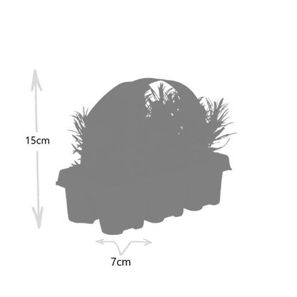Echter Lavendel – Lavendel angustifolia – 6 Pflanzen – Ø7cm, ↕15cm – Duftend, Pflegeleicht & Winterhart – Für Garten, Balkon & Terrasse 