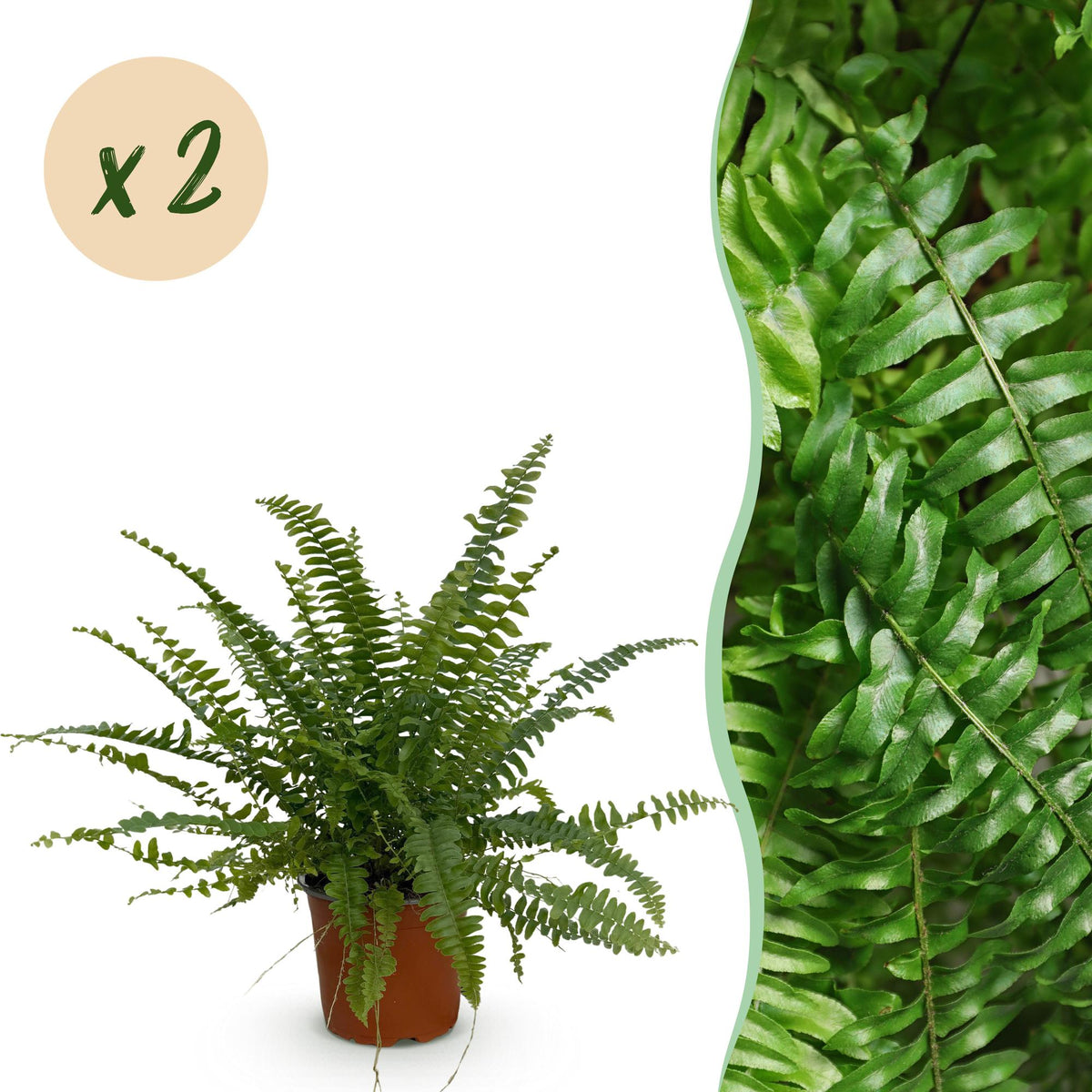Green boutiQ - Zimmerpflanze - Nephrolepsis exaltata Green Lady - Farn - Haustierfreundlich - Grün - 2 Pflanzen - Topf 12cm - Höhe 28-30cm 