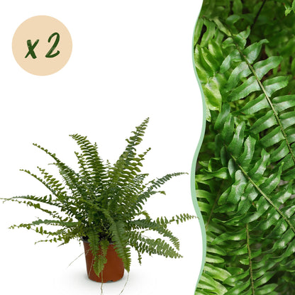 Green boutiQ - Zimmerpflanze - Nephrolepsis exaltata Green Lady - Farn - Haustierfreundlich - Grün - 2 Pflanzen - Topf 12cm - Höhe 28-30cm 