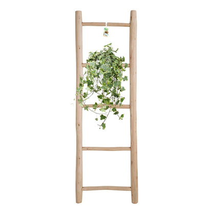 Efeu – Hedera Helix 'Gold Child' – Zimmerpflanze – Ø24 cm Topf – Höhe ca. 60 cm – Hängend & Rankend – Luftreinigend – Pflegeleicht 