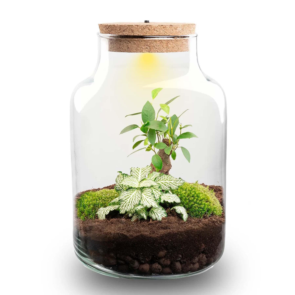 Flaschengarten DIY Bausatz – Terrarium Little Milky mit LED-Kork – Ø17cm x H25cm – Selbstversorgendes Mini-Ökosystem – Inkl. Moos, Pflanzen & Anleitung 