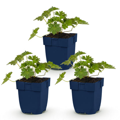 Storchschnabel 'Rozanne' – Geranium 'Rozanne' – Topf Ø11cm – Bienenfreundliche Staude für Garten & Balkon