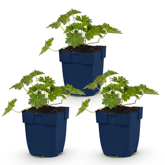 Storchschnabel 'Rozanne' – Geranium 'Rozanne' – Topf Ø11cm – Bienenfreundliche Staude für Garten & Balkon