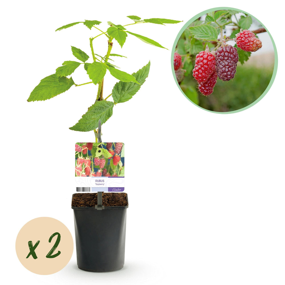 Tayberry - Rubus Tayberry - Obstpflanze - Kreuzung aus Himbeere und Brombeere - 2 Pflanzen - Topf 11cm Höhe 40cm 