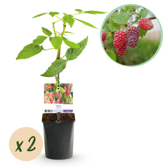 Tayberry - Rubus Tayberry - Obstpflanze - Kreuzung aus Himbeere und Brombeere - 2 Pflanzen - Topf 11cm Höhe 40cm 