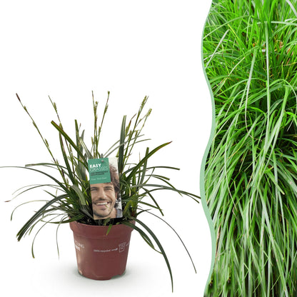GreenboutiQ - Ziergräser - Carex oshimensis Intense Green - Grün - 1 Pflanze - Immergrün - Winterhart - Topf 17cm Höhe 50cm 