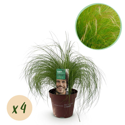 Zartes Federgras Stipa tenuifolia Pony Tails – Ø17cm – Immergrün, pflegeleicht & trockenheitsresistent – Ansicht 11