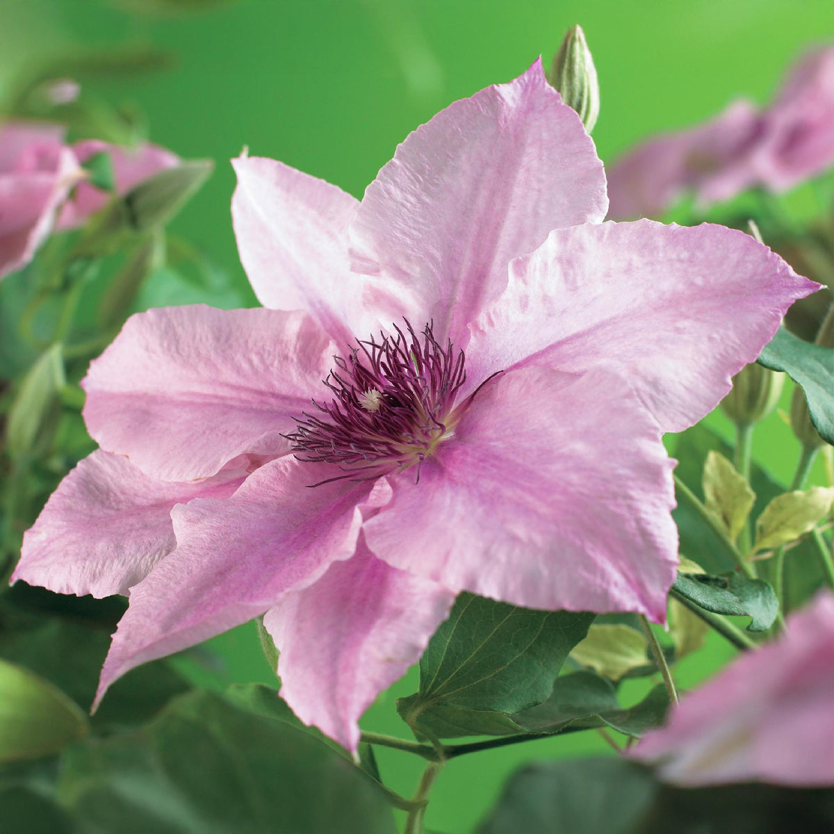Kletterpflanze Clematis Pink Fantasy – Rosa Blüten – Wenig Pflege – 2 Pflanzen – 11 cm Höhe 40 cm – Für Garten, Terrasse & Pergolen 