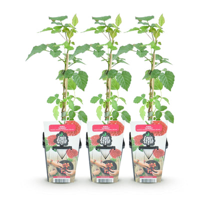 Tayberre Rubus Tayberry winterhart 3 Pflanzen Ø9cm Höhe 30cm – Kreuzung aus Himbeere & Brombeere – Rote Beeren für Garten & Balkon 