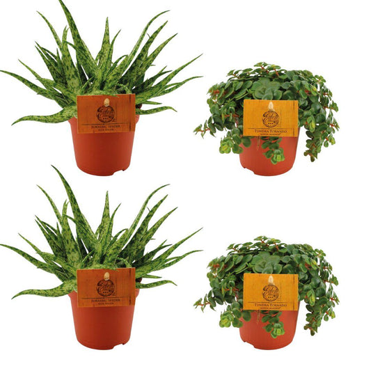 Zimmerpflanzen-Set – 2× Aloe Spider & 2× Sedum Tornado – Sukkulenten – Ø10.5cm – ↕10cm – Pflegeleichtes 4er-Set für helle Innenräume & Fensterbänke 