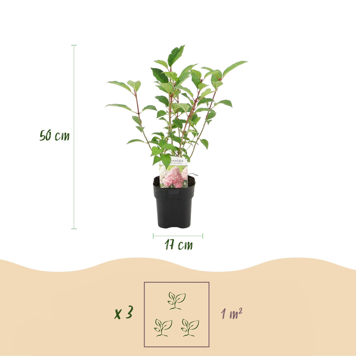 Rispenhortensie – Hydrangea panniculata Vanille Fraise – Blüte Weiß-Rosa – Laubabwerfend – Große Blüten – 17cm – Höhe ca. 50cm 