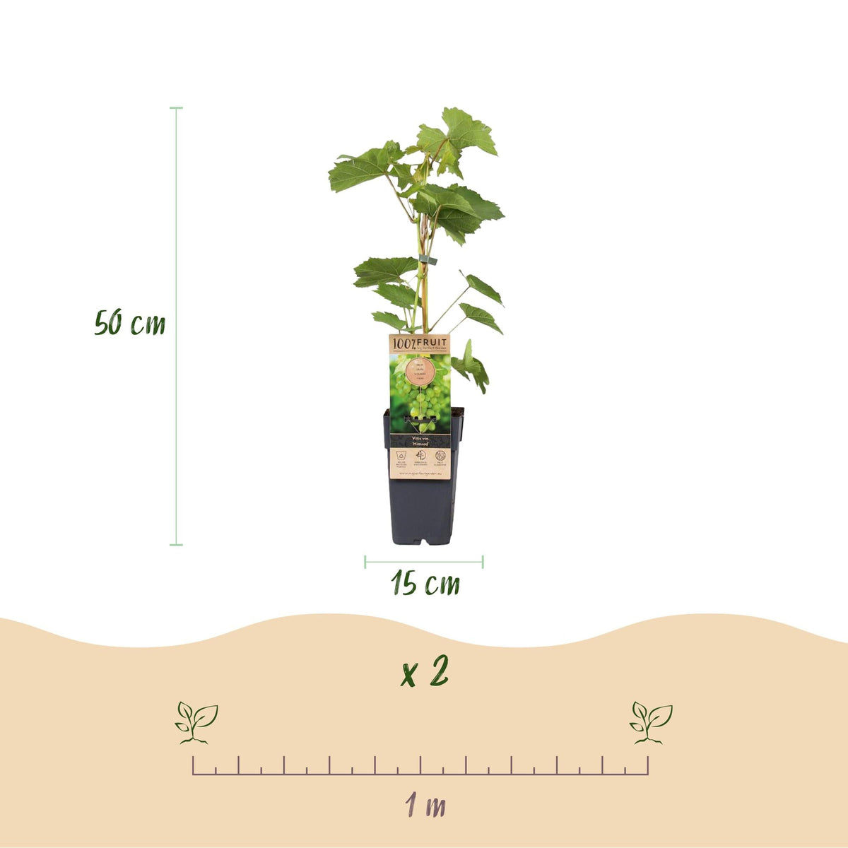 Weinrebe – Weiße Traube – Vitis vinifera Himrod – Obstpflanze – Kernlos – 2 Pflanzen – 15cm – Höhe ca. 50cm 