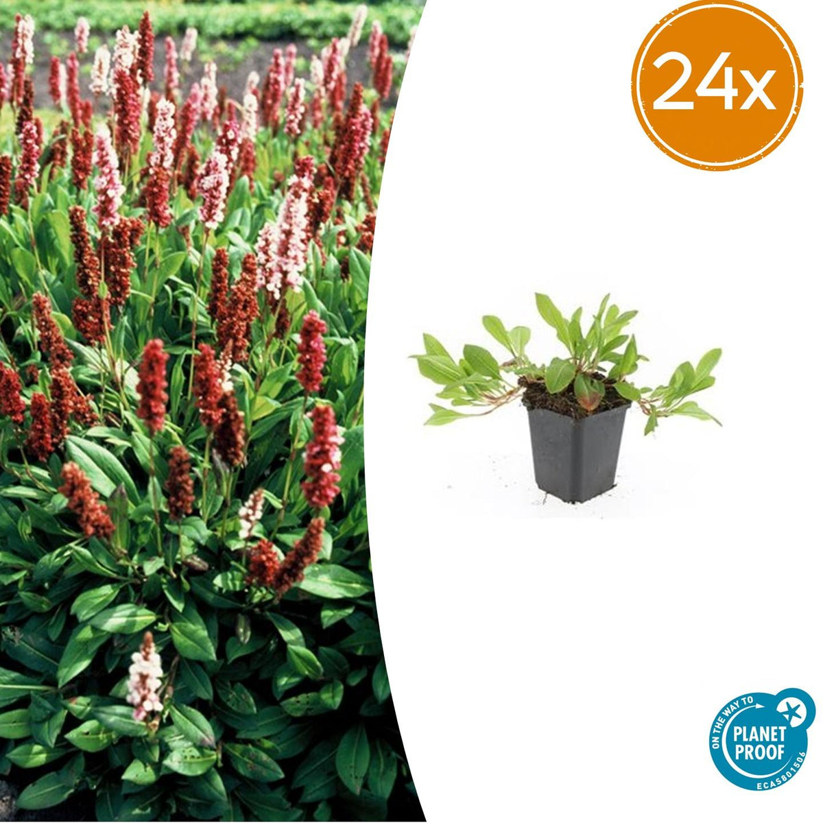 Schneckenknöterich Persicaria aff. 'Darjeeling Red' – ↕10-25cm – Ø9cm – Rotes Laub – Sonne & Halbschatten – Ansicht 12