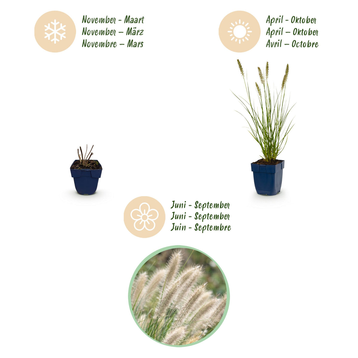 Lampenputzergras 'Hameln' – Pennisetum alopecuroides 'Hameln' – Topf Ø11cm – Ansicht 4