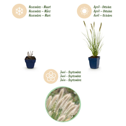 Lampenputzergras 'Hameln' – Pennisetum alopecuroides 'Hameln' – Topf Ø11cm – Ansicht 4