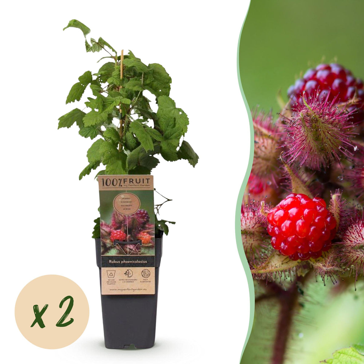 Green boutiQ - Fruit Plant - Rubus phoenicolasius - Japanese Wine Berry - Hardy - Bright Red Raspberry - 2 Plants - Pot 15cm - Height 50cm 