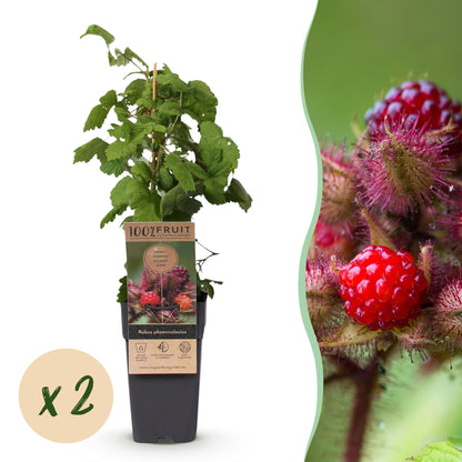 Green boutiQ - Fruit Plant - Rubus phoenicolasius - Japanese Wine Berry - Hardy - Bright Red Raspberry - 2 Plants - Pot 15cm - Height 50cm 