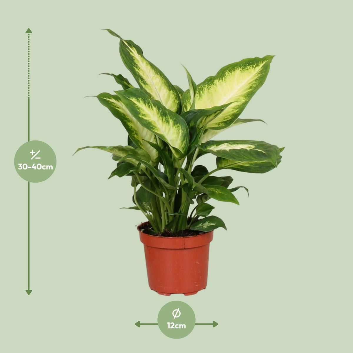 Dieffenbachie Camilla – Zimmerpflanze – Ø12cm – ↕35cm – Pflegeleichte Blattpflanze mit gemustertem Laub – Für Halbschatten geeignet – Ideal für Anfänger 