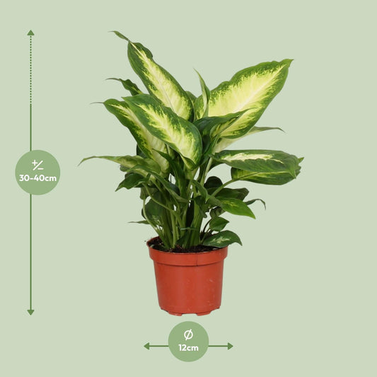 Dieffenbachie Camilla – Zimmerpflanze – Ø12cm – ↕35cm – Pflegeleichte Blattpflanze mit gemustertem Laub – Für Halbschatten geeignet – Ideal für Anfänger 