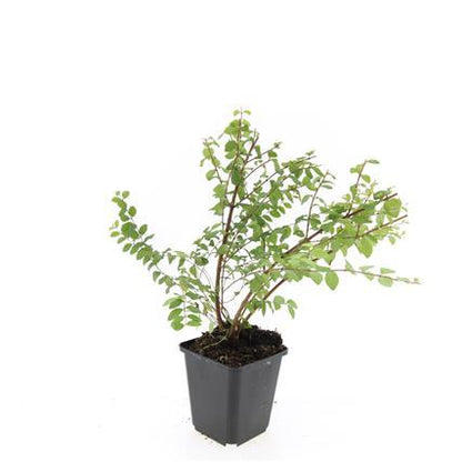 Niedrige Purpurbeere Symphoricarpos × chenaultii 'Hancock' – 24 Pflanzen – ↕10-25 cm – Ø9 cm – Winterharter Strauch – Weiße Blüten & Beeren – Pflegeleicht & Wetterbeständig 