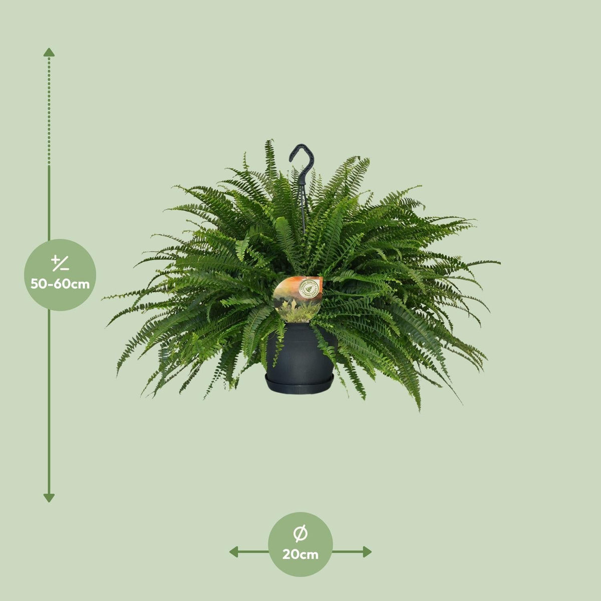 Schwertfarn – Nephrolepis Green Lady – Zimmerpflanze – Ø20 cm – ↕60 cm – Boston-Farn – Pflegeleicht – Luftreinigend 