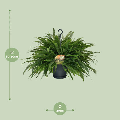 Schwertfarn – Nephrolepis Green Lady – Zimmerpflanze – Ø20 cm – ↕60 cm – Boston-Farn – Pflegeleicht – Luftreinigend 
