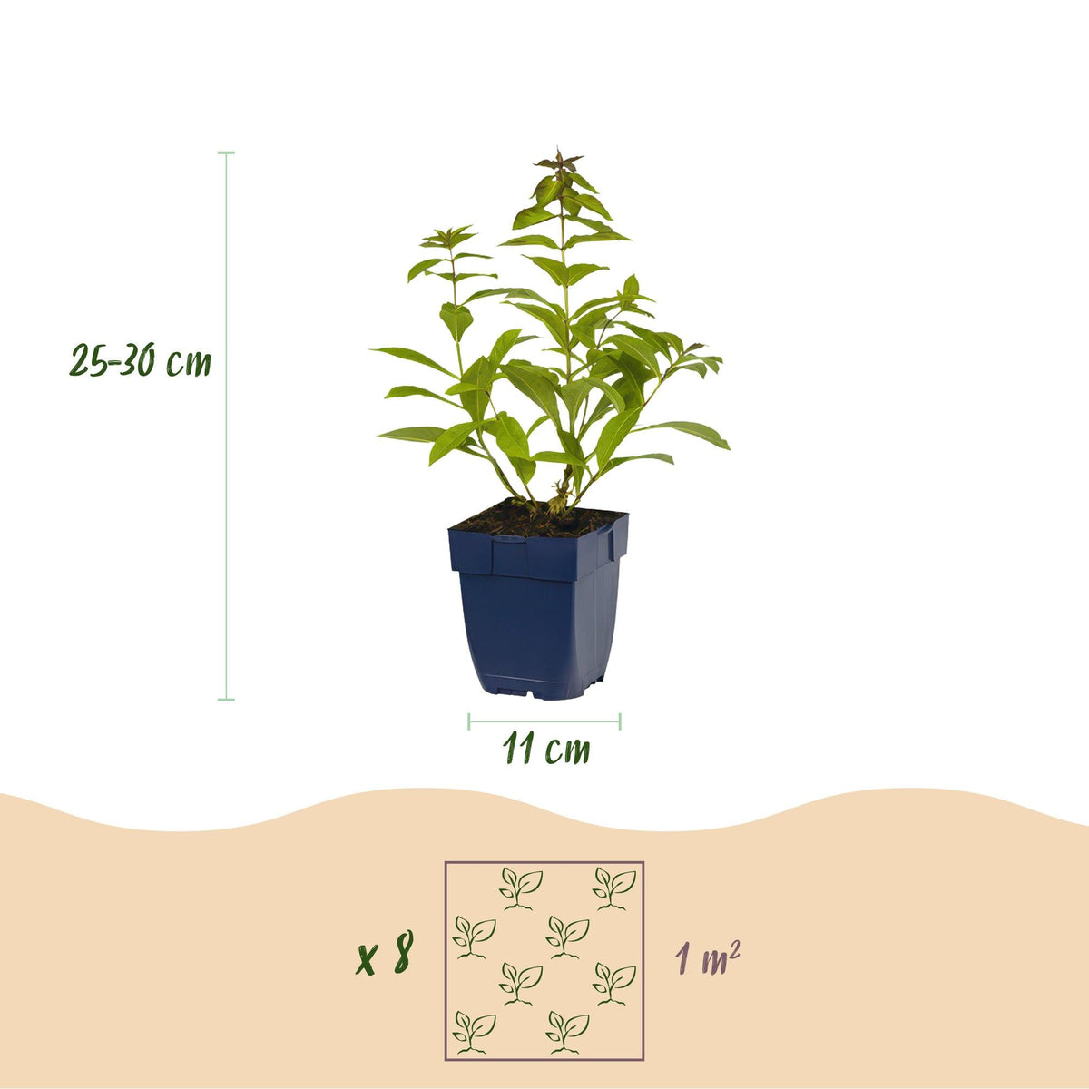 Staudenset – Duftend – 6 verschiedene Duftstauden – Für 1 m² Beet – Bienenfreundlich – Pflegeleicht – Blüten in verschiedenen Farben – Ø11 cm