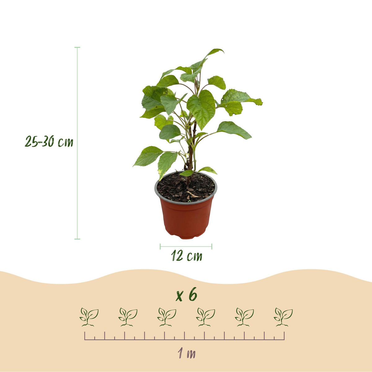 Green boutiQ - Gartenpflanze - Hydrangea arborescens Annabelle - Hortensie - Winterhart - Weiß - 1 Pflanze - Topf 12cm - Höhe 20-30cm 