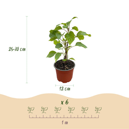Green boutiQ - Gartenpflanze - Hydrangea arborescens Annabelle - Hortensie - Winterhart - Weiß - 1 Pflanze - Topf 12cm - Höhe 20-30cm 